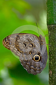 Butterfly in the green forest. Beautiful butterfly Blue Morpho, Morpho peleides, in habitat, with dark forest, green vegetation