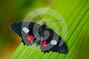 Butterfly in the green forest. Nice insect sitting on the leave. Butterfly from Panama. Nature in tropic forest. Beautiful butterf