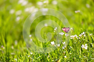 Butterfly on green grass
