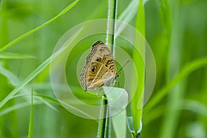 butterfly on green grass