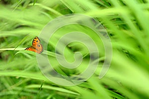 Butterfly on the green grass