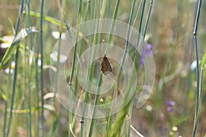 Butterfly in green grass on Sunny day