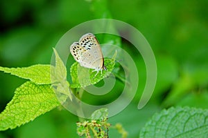 Butterfly on a Green Leaf