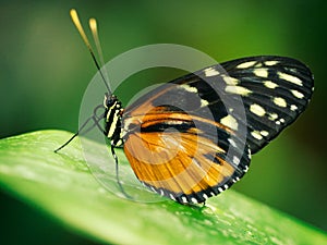Butterfly on green leaf