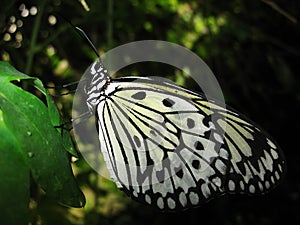 Butterfly on green leaf