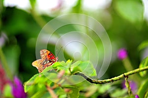 Butterfly on green leaf in aviary