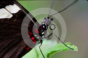 Butterfly on a green leaf, close-up, Papiliorama Zoo in Switzerland