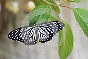 Butterfly on green leaf in forest