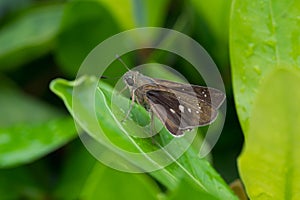 Butterfly on green leaf, macro closeup