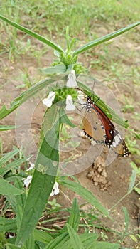 butterfly on the green leaf and white flowers