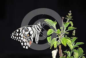 Butterfly on green leave