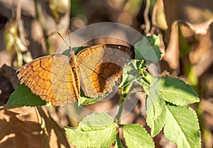 Butterfly on green leaves in sunlights with dry leaves.