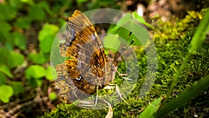 Butterfly on the green moss. Slovakia