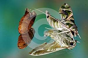 butterfly green moth cocoon