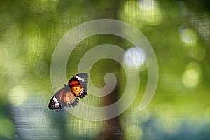 Butterfly on a green net