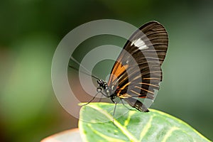 Butterfly on green plant