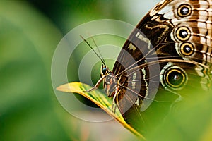 Butterfly on green plant