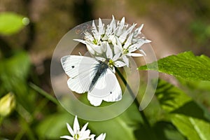 Butterfly, Green veined White, (Pieris napi)