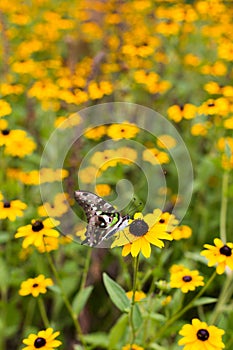 Butterfly with green wings on a black eyed susan