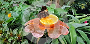 Butterfly in a greenhouse - jazzy leafwing butterfly photo
