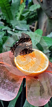 Butterfly in a greenhouse - jazzy leafwing butterfly