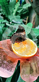 Butterfly in a greenhouse - jazzy leafwing butterfly