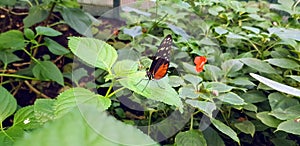 Butterfly in a greenhouse - tiger longwing butterfly