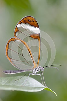 Butterfly - Greta Oto