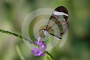 Butterfly Greta Oto, glasswing butterfly on flower photo