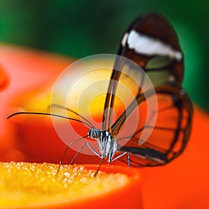 Butterfly Greta oto with transparent wings photo