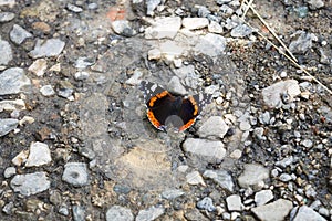 Butterfly on the ground