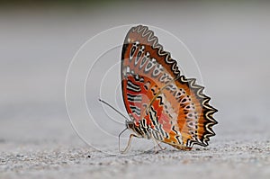 Butterfly on the ground, Cethosia biblis