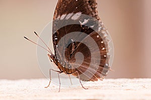 Butterfly on the ground, photo.