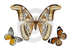 Butterfly group isolated
