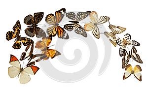 Butterfly group isolated