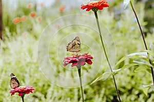 Butterfly group on red flower