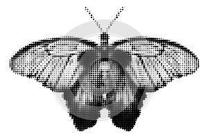 Butterfly halftone collage element vector illustration