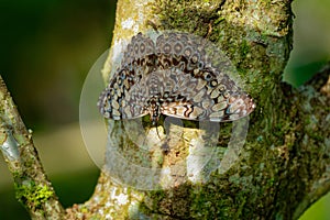 Butterfly Hamadryas feronia - Blue cracker or Variable cracker, species of cracker butterfly in the family Nymphalidae, found in