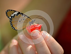 Butterfly on hand