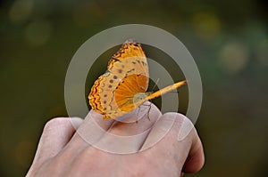 Butterfly on hand