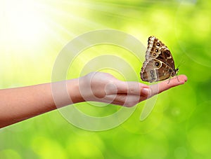 Butterfly on the hand