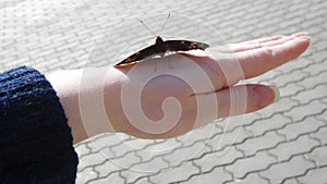 Butterfly on the hand