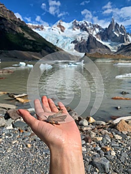 Butterfly in hand at the background of Torre Lagoon with floating icebergs in El Chalten, Argentina