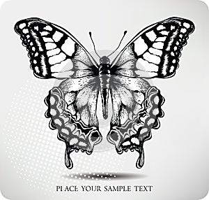 Butterfly hand drawing.Vector photo