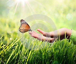 Mariposa en la mano sobre el césped 