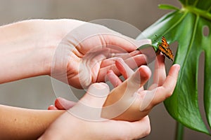 Butterfly in hands photo