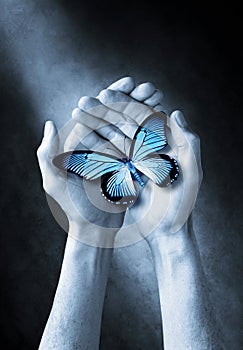 Butterfly Hands Life Love Spirituality