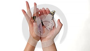 Butterfly in Hands on white background