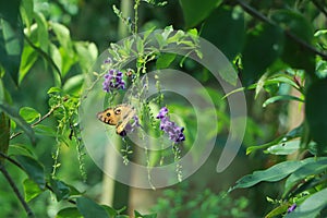 Butterfly hanging on flower plant in garden