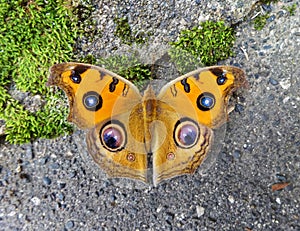 A butterfly has orange color wings and backeye spots